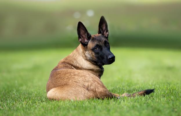 Белгийска овчарка Малиноа