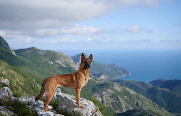 Белгийска овчарка Малиноа