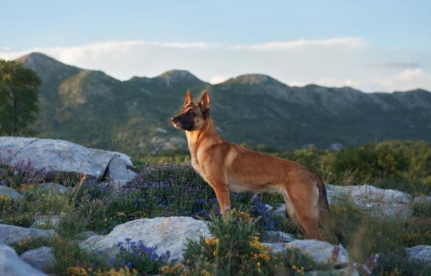 Белгийска овчарка Малиноа