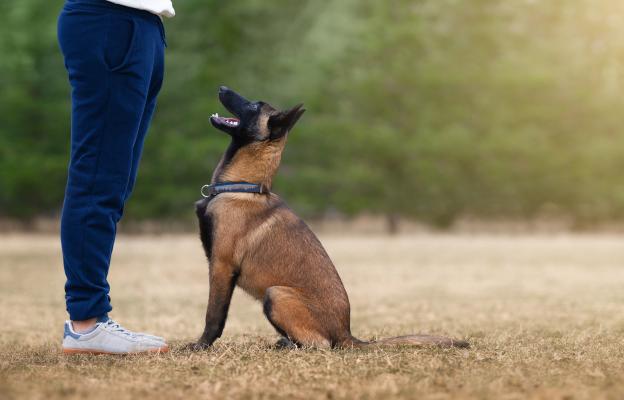 Белгийска овчарка Малиноа