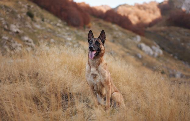 Белгийска овчарка Малиноа