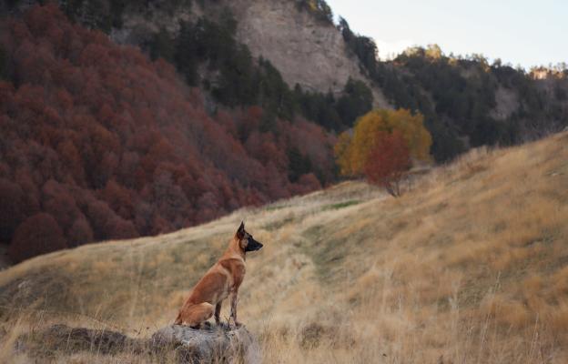 Белгийска овчарка Малиноа