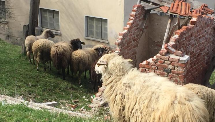 Малинопроизводители от Самоков - Гръцката полиция арестува български джамбази