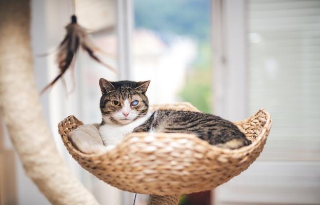 Домашна котка