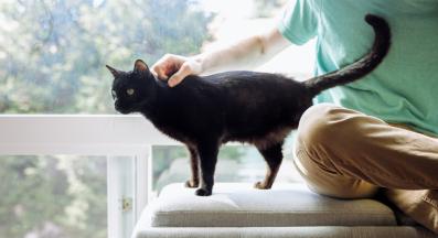 Домашна котка