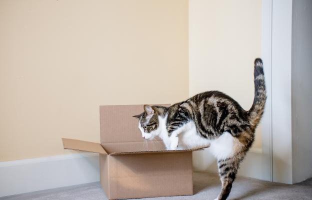 Домашна котка