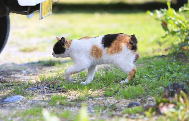 Японски бобтейл