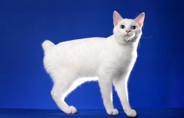 Японски бобтейл