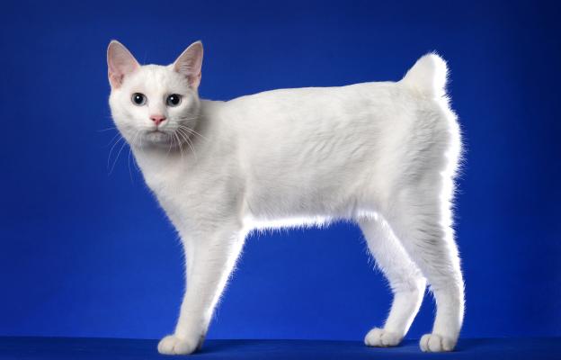 Японски бобтейл