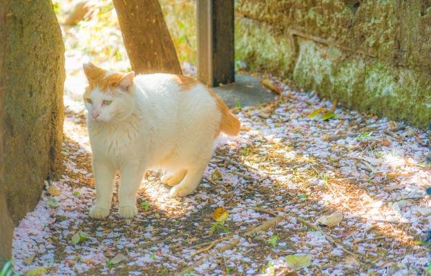 Японски бобтейл