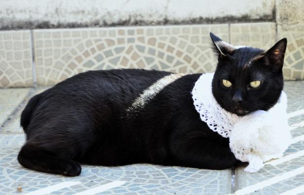 Японски бобтейл 2