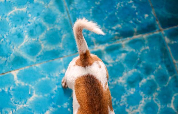 куче опашка