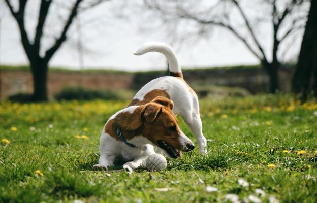 куче опашка