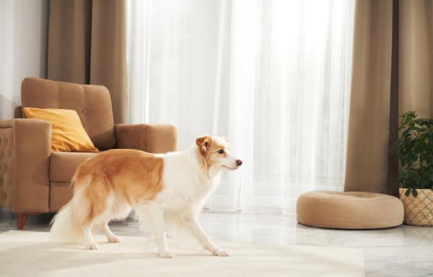 куче опашка