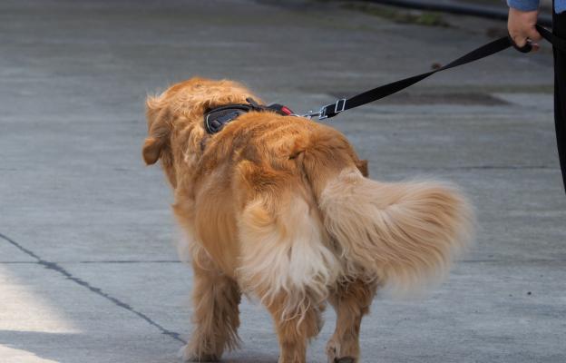 куче опашка