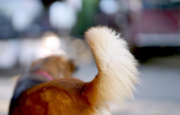 куче опашка