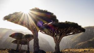 Когато Обединените арабски емирства изтеглиха силите си от Йемен миналата седмица в