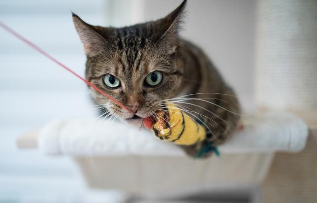 Домашна котка