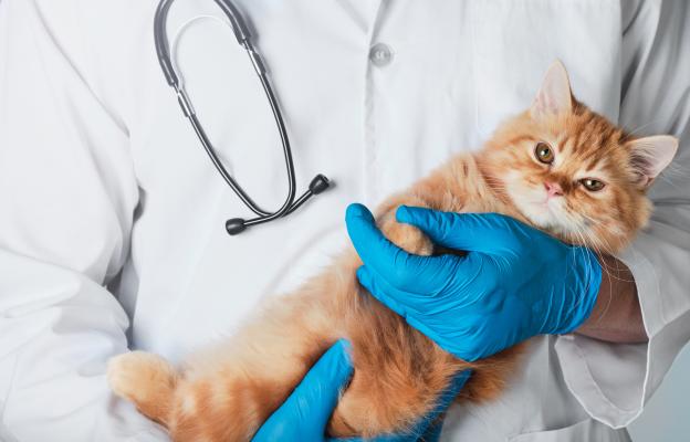 Домашна котка