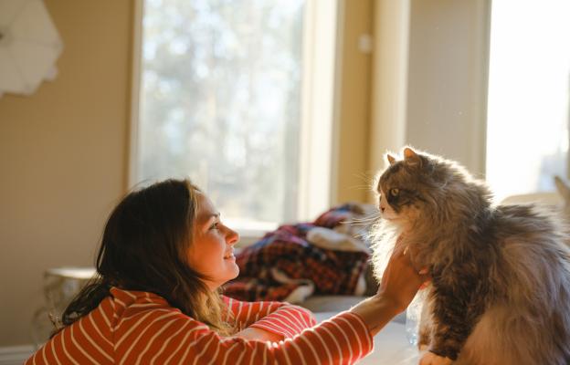 Домашна котка