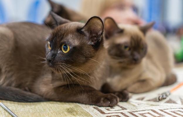 Бурманска котка