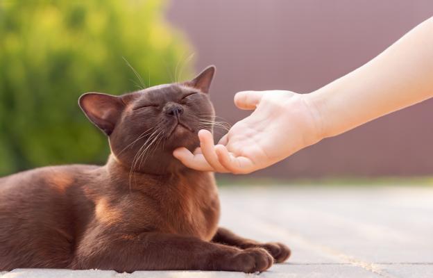 Бурманска котка