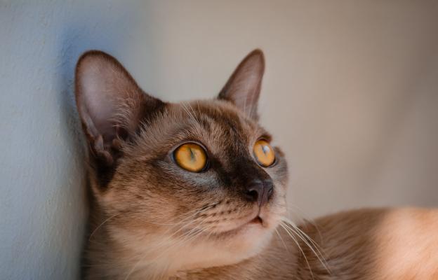 Бурманска котка