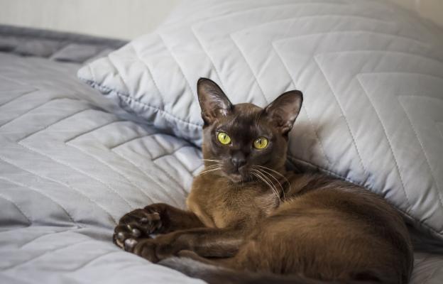 Бурманска котка