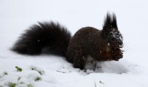 Снеговалежите продължават: Опасност от поледици и виелици в части от България