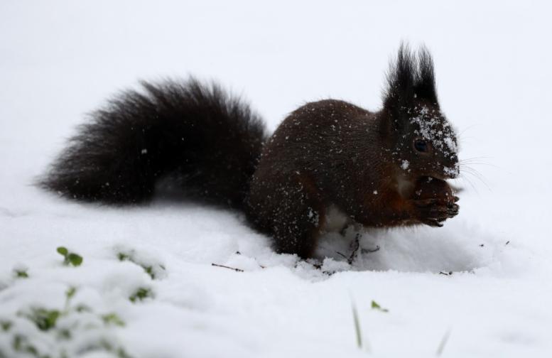 сняг София обстановка
