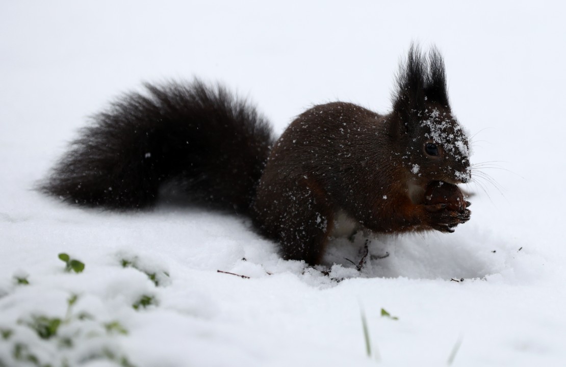 <p>Интензивен сняг тази сутрин затрудни придвижването в София. През нощта валя дъжд, но около 04:00 премина в сняг. Рязко паднаха и температурите.</p>