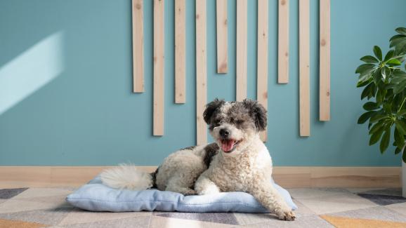 5 грешки при отглеждането на малко куче