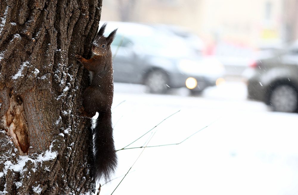 Зимата се завърна с пълна сила в цялата страна