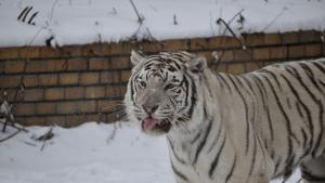 бенгалски тигър зоопарк София