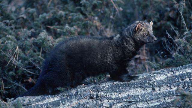 В САЩ се появи животно, смятано за изчезнало преди два века