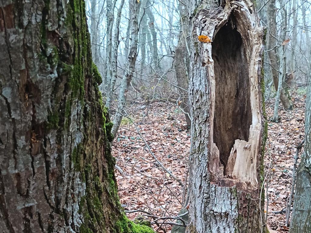 Рекордно слаб дърводобив