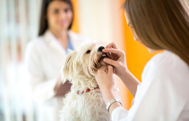 куче зъби почистване