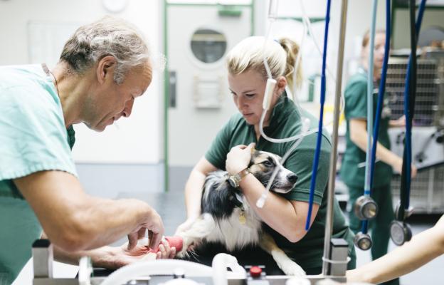 куче зъби почистване