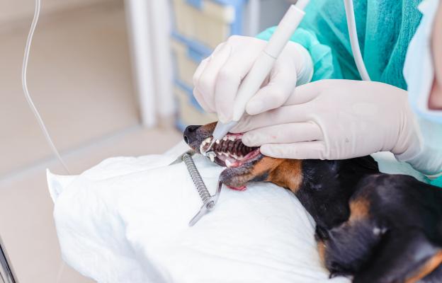 куче зъби почистване