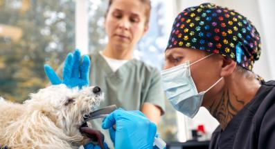 куче зъби почистване