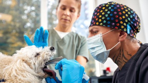 Безопасно ли е почистването на зъбите под упойка при възрастните кучета