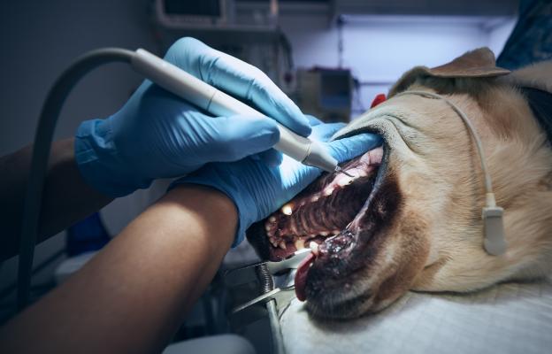 куче зъби почистване