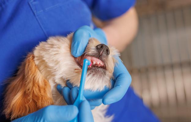 куче зъби почистване