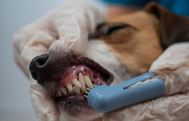 куче зъби почистване