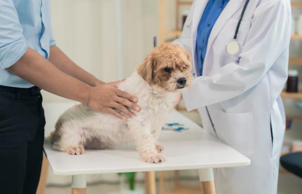 куче зъби почистване