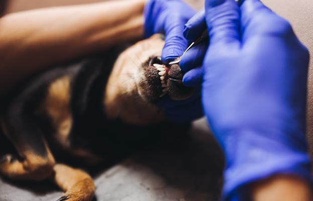 куче зъби почистване