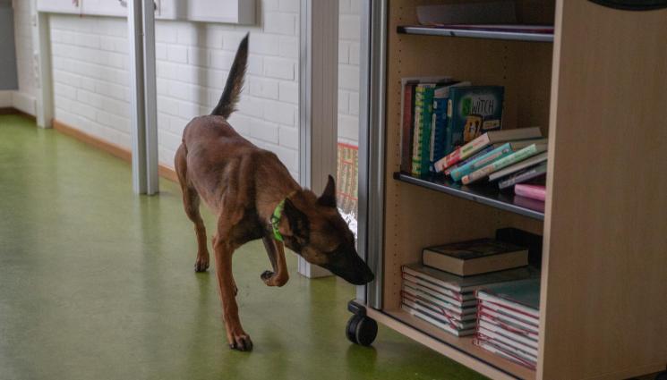 орка куче - Орка – кучето, което надушва фалшиви пари! (СНИМКИ)