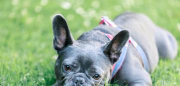 10 породи кучета с по-висок риск от генетични заболявания