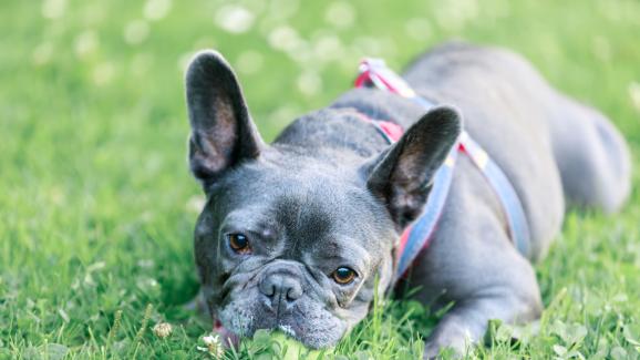 10 породи кучета с по-висок риск от генетични заболявания