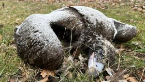 черен лешояд